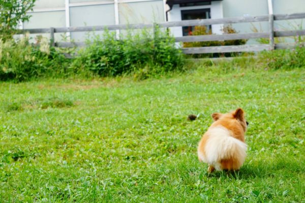 草むらなどは要注意…