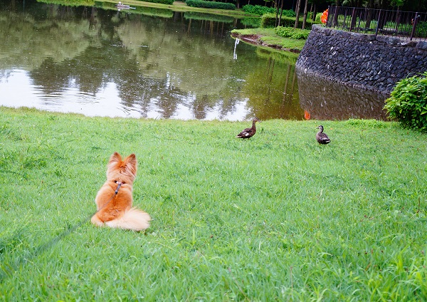 草むらなどは要注意…③