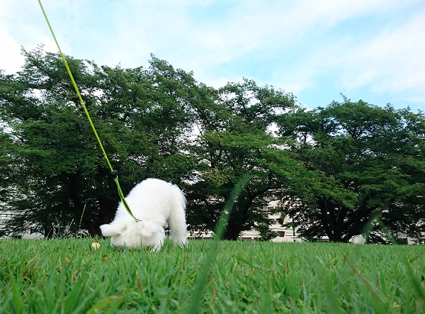 草むらなどは要注意…　[完]