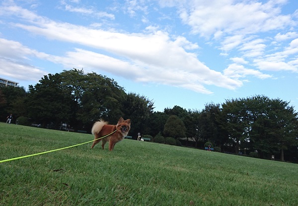続・草むらなどは要注意…