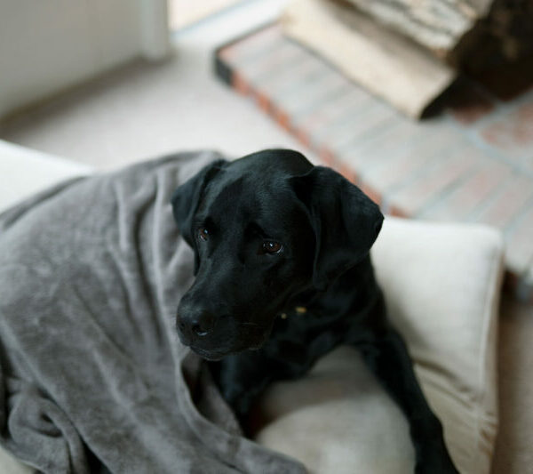 特集：季節の移ろいを健やかに。愛犬・愛猫と心地よくシェアする暮らし