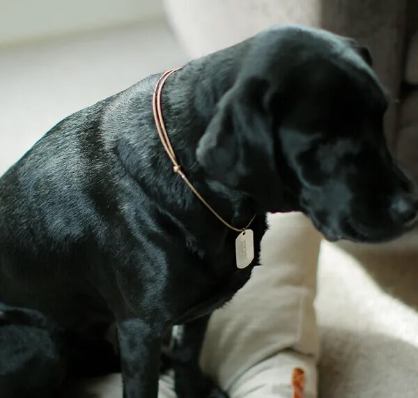 ペットも救急の日に考えたいこと