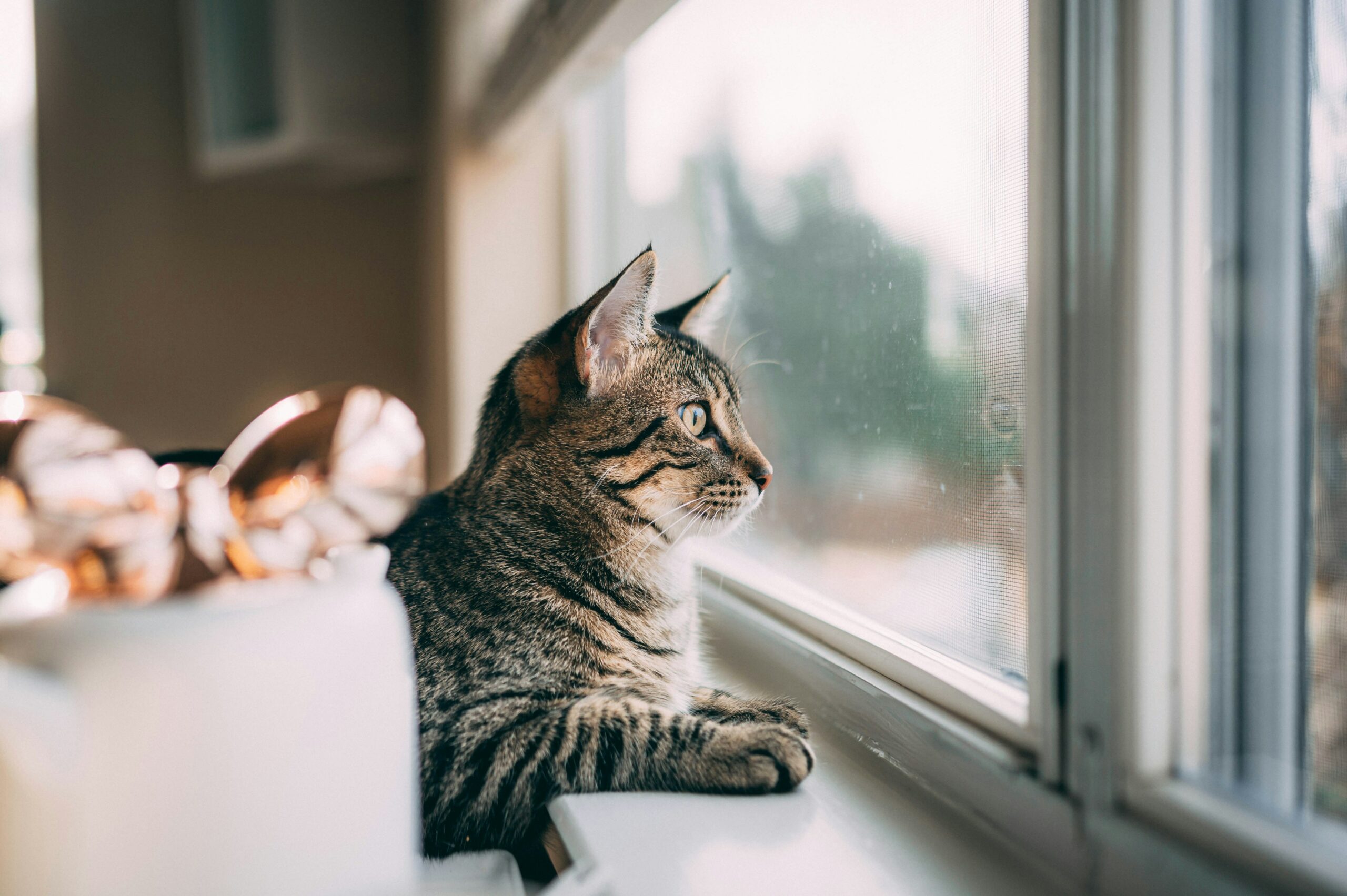 窓辺で外を眺める猫