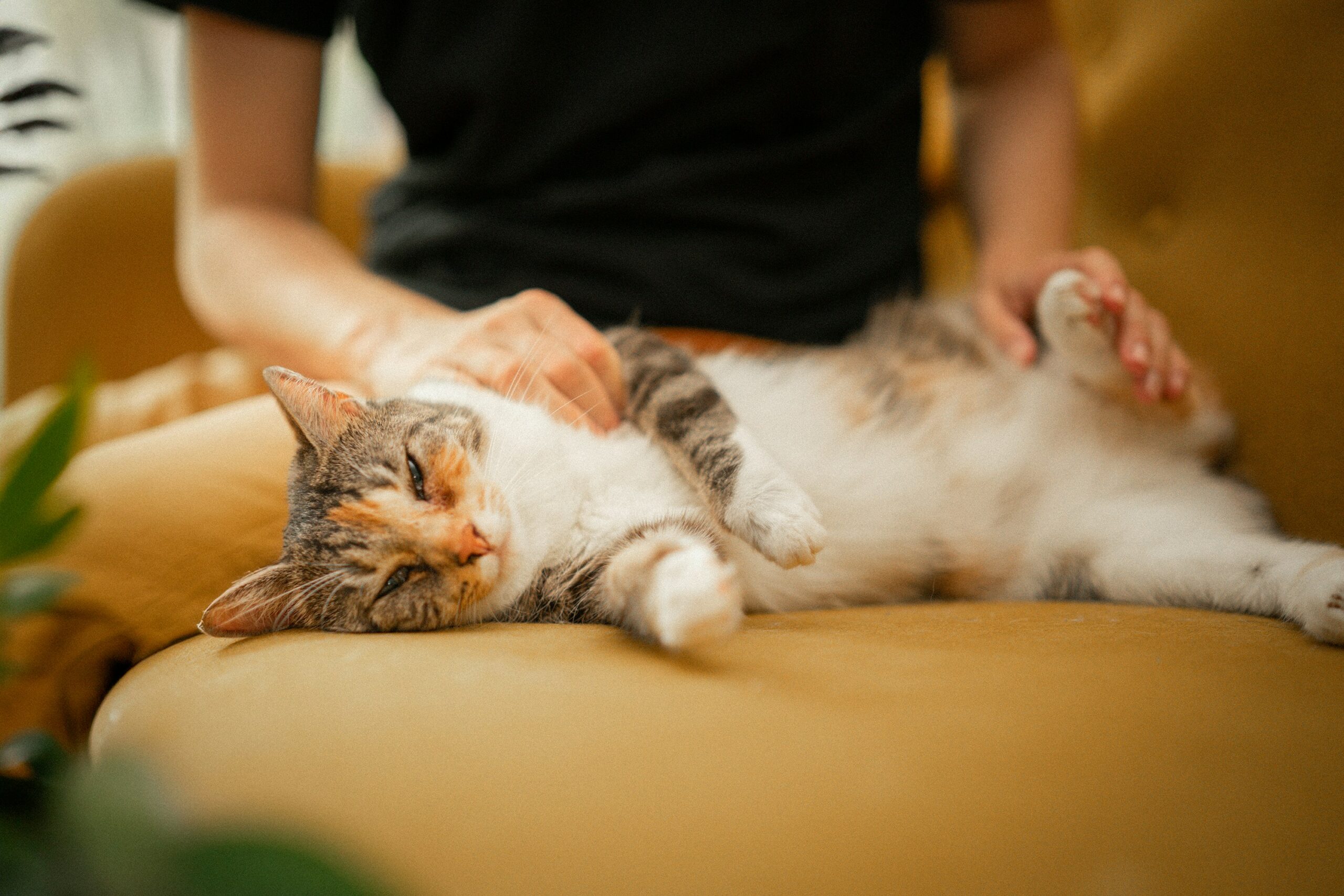 飼い主が愛猫を優しく撫でている様子