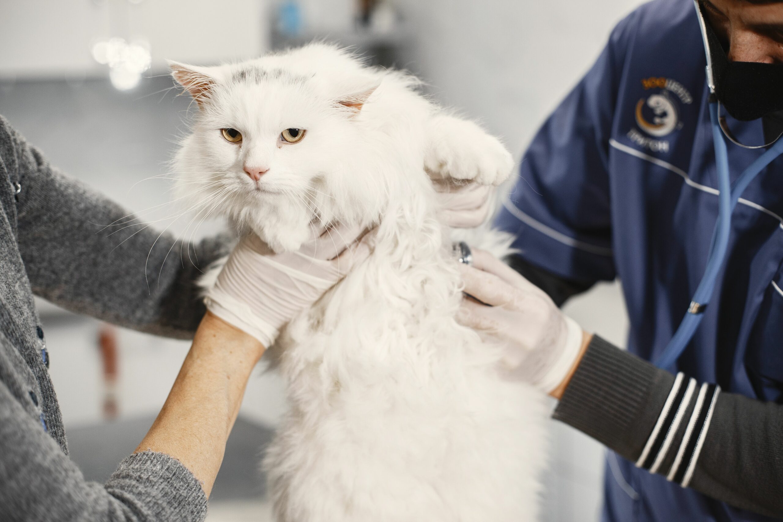 動物病院で獣医師の診察を受ける猫